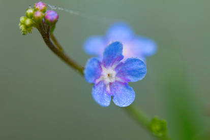 Forget Me Not II