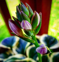 Hosta