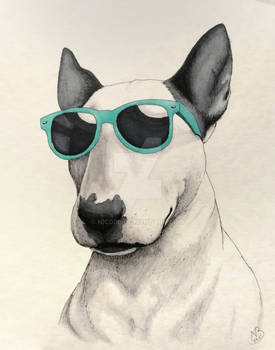 Bullterrier with sunglasses