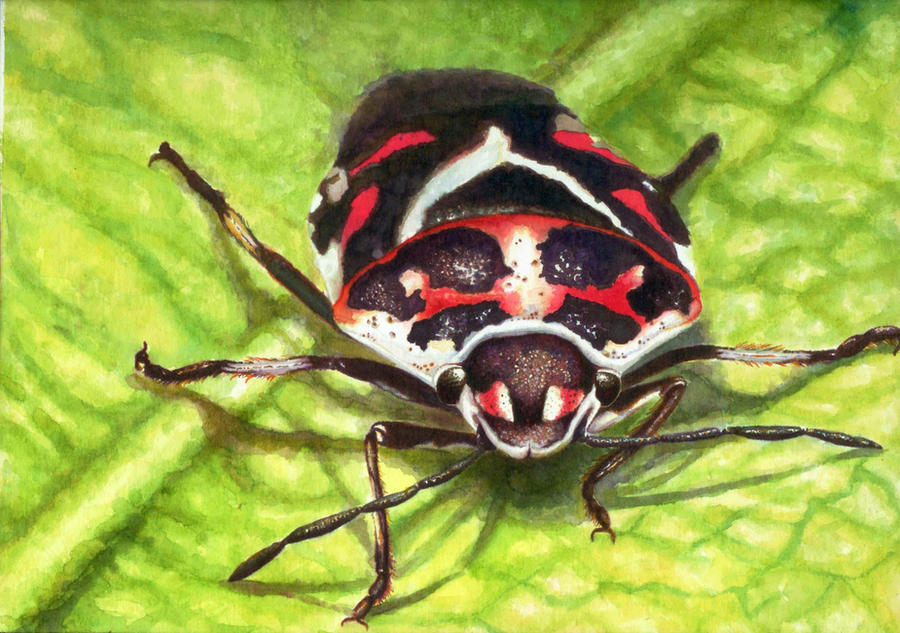 Pseint Insecto insecto by lazygirl90 on DeviantArt