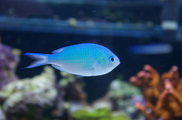 Aquarium 2 - Chromis