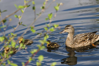 Little Mallard Family