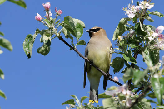 Cedar Waxwing