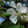 old apple blossom