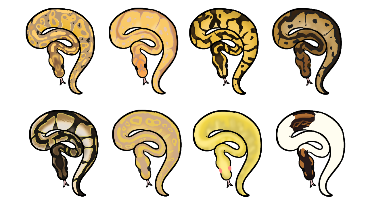 Ball python imports by Stripe13 on DeviantArt