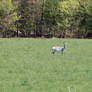 Albino Deer 2