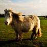 Shetland Pony 02