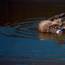 duck cleaning itself