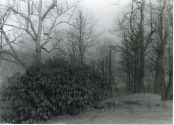 Mountain Laurel