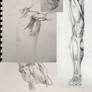 Anatomy Studies