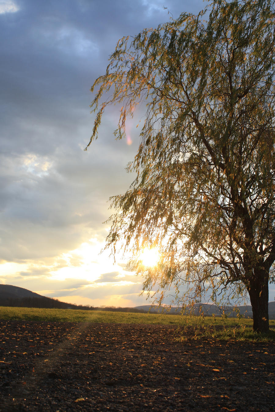 weeping at sunset