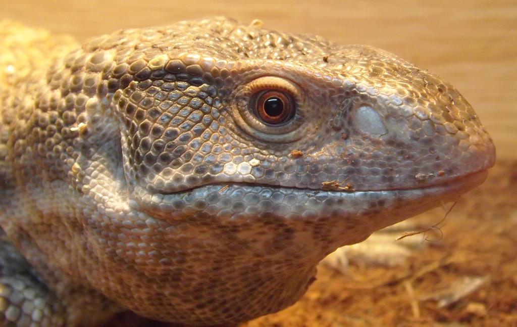 Bosc Monitor