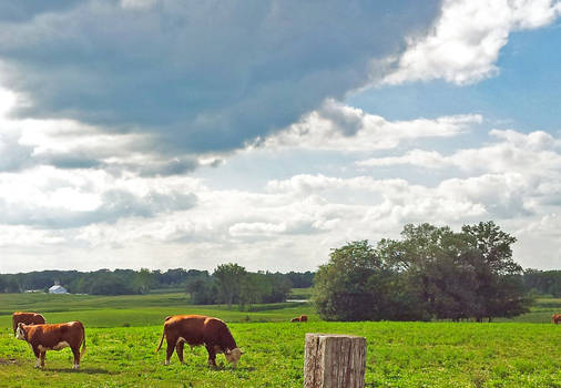 The Pasture Overcast