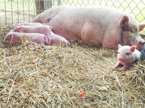 Petting Zoo Potbelly Pigs