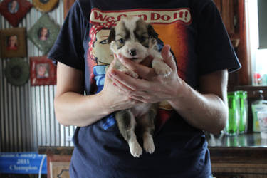 Corgi Puppy: Three Weeks Old