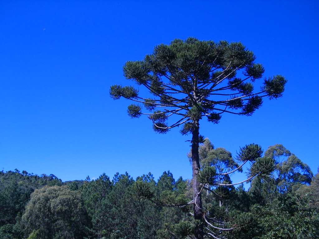 Araucaria