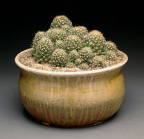 Wood Fired Planter with Cactus