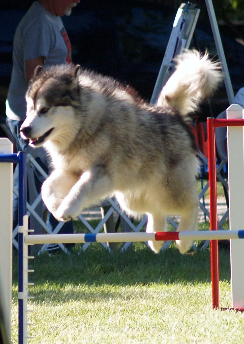 Malamute