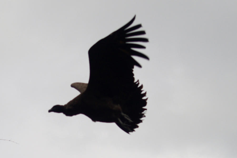 California Condor Animation Californian Condor - Flying by TheInfernalDemon on DeviantArt