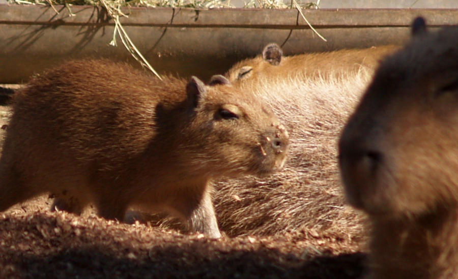 Baby Capybara