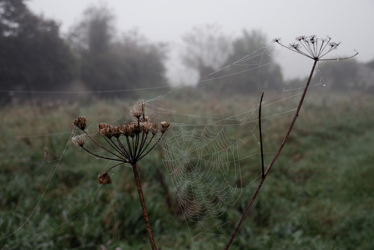 Foggy Dew: The Web