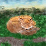 Sleeping Fox