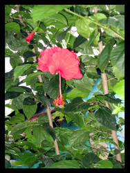 Hibiscus