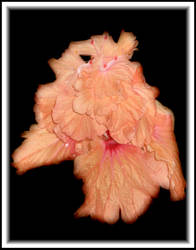 Double hibiscus