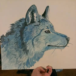 Blue wolf