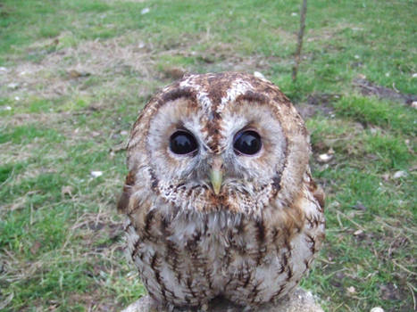 Tawny Owl