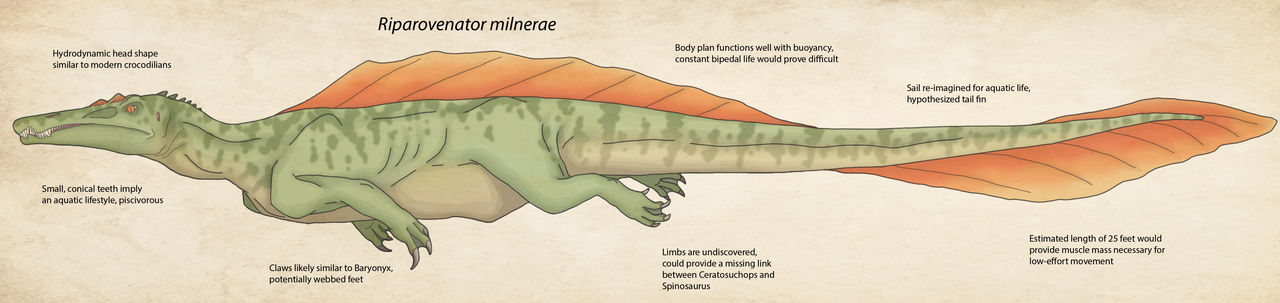 Riparovenator milnerae