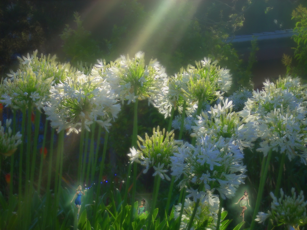 White Flowers