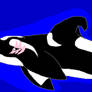 Orca Commsion