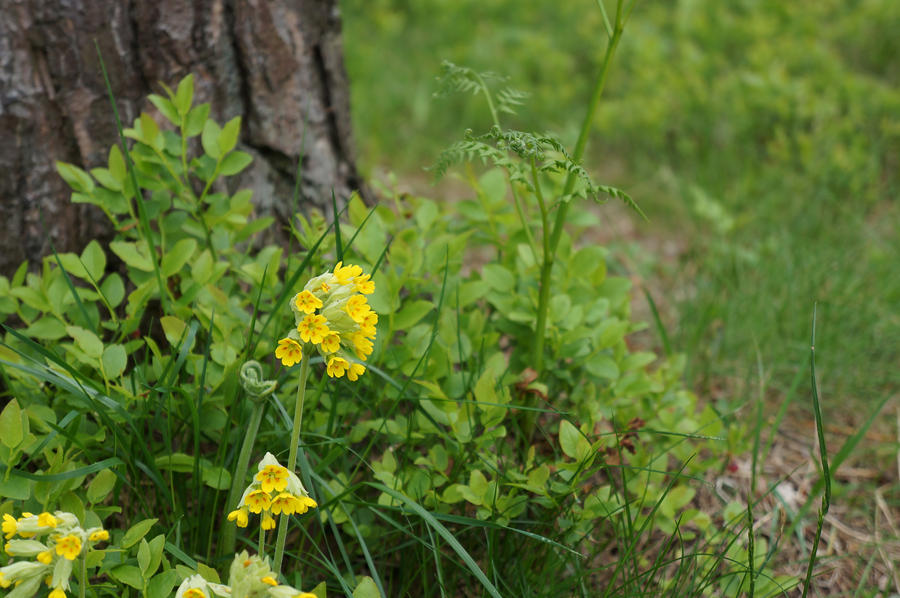 Cowslip by Photoselia on DeviantArt