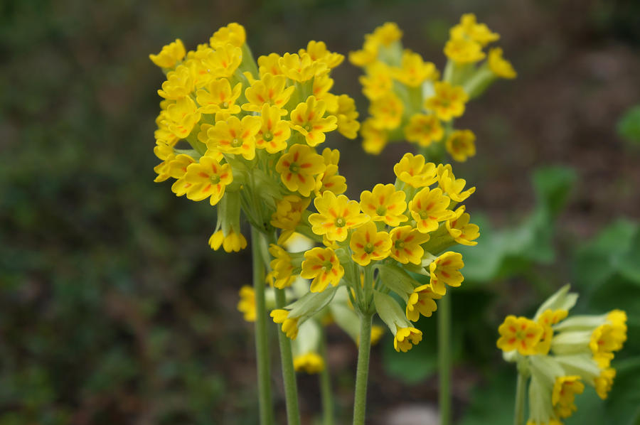 Cowslip by Photoselia on DeviantArt