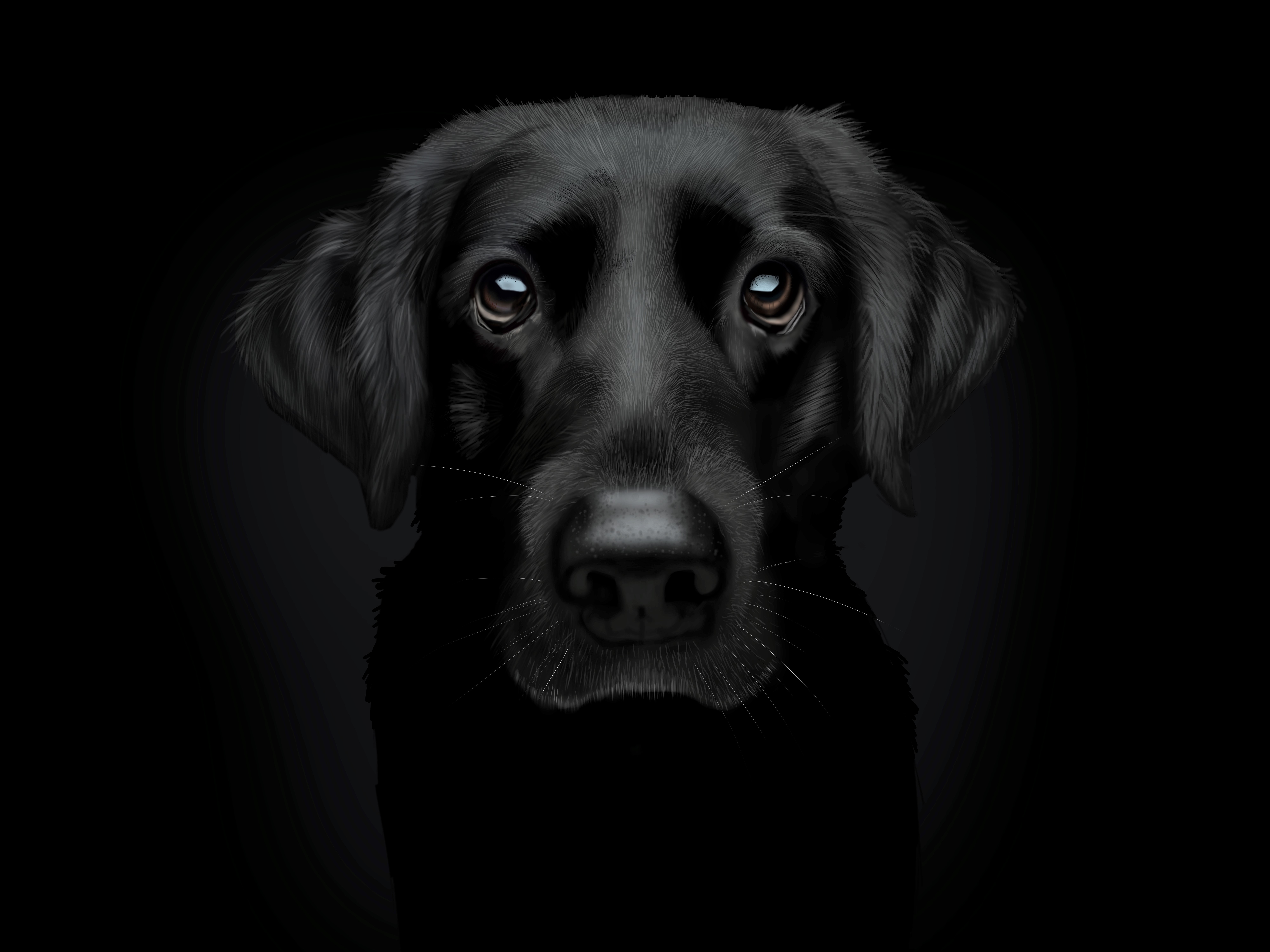 Black Lab