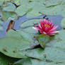 Water lily