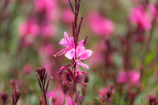 Gaura