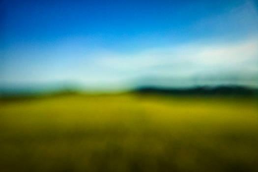 Rapeseed fields