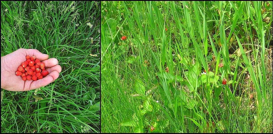 wild strawberry