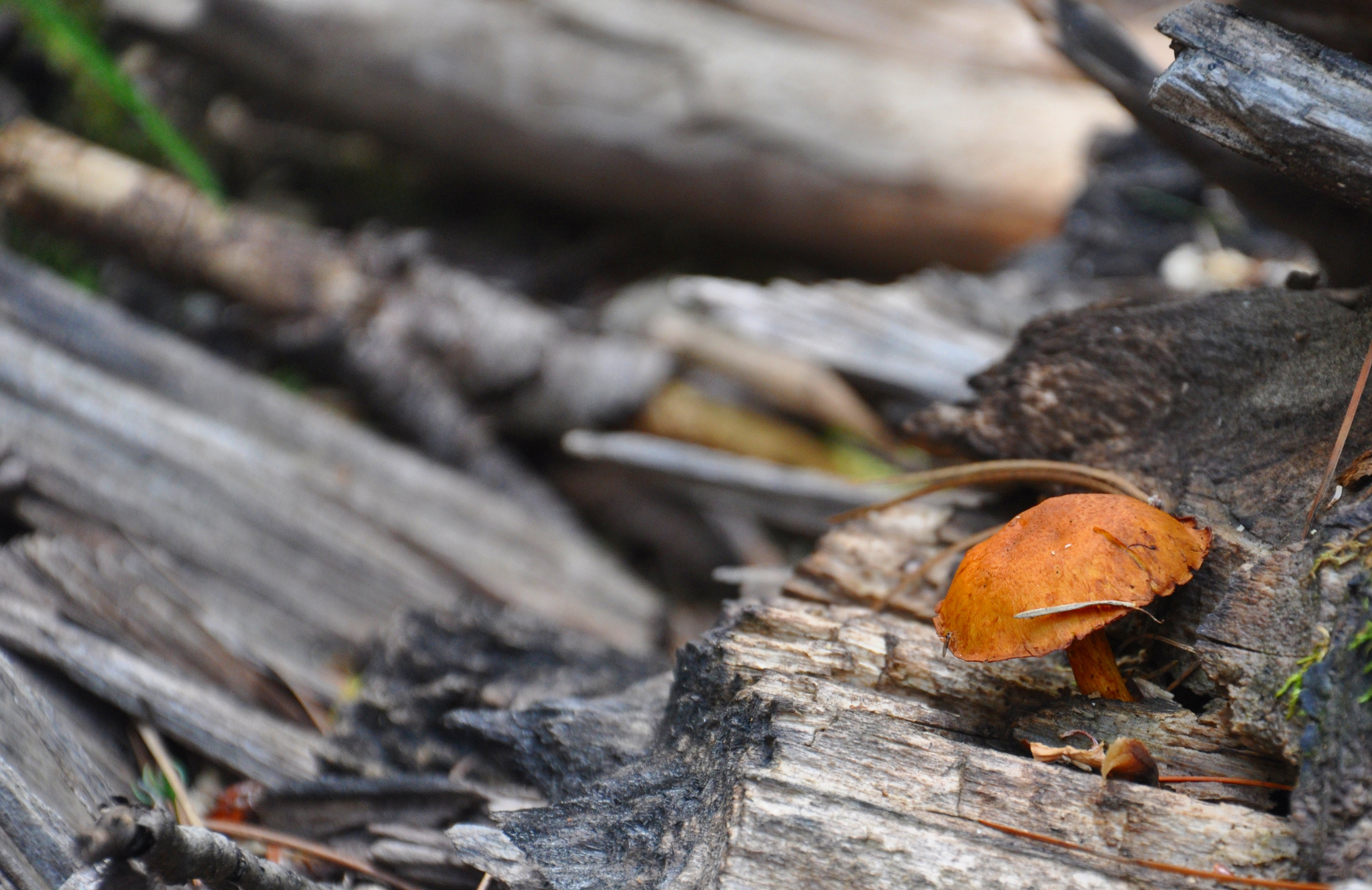 Orange Mushroom