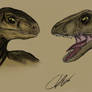 Velociraptor's -Colour-