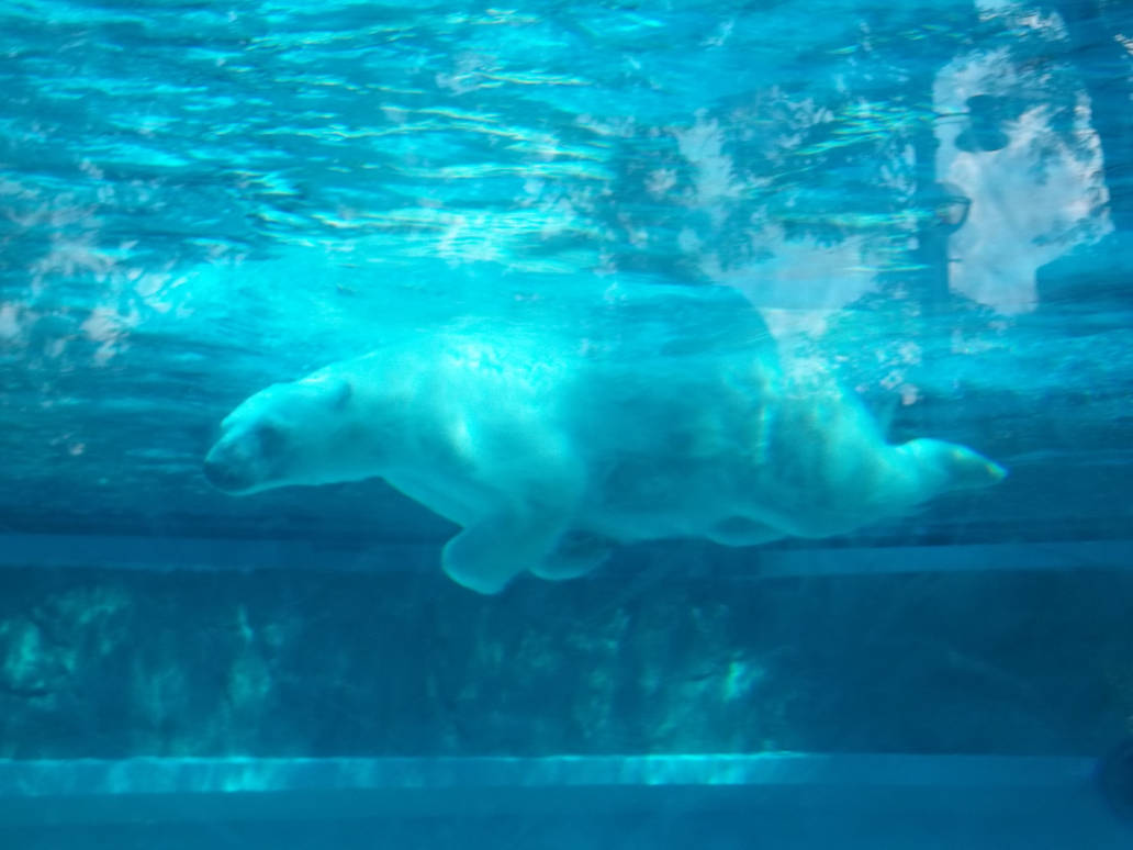 Underwater Polar Bear