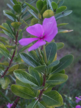 Natural Flower