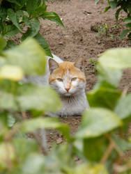 Street cat 3