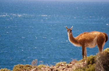 Guanaco