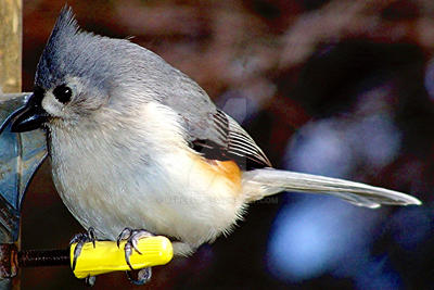 Tufted Titmouse