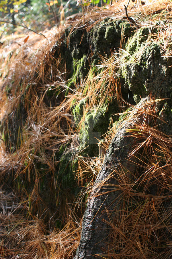 Moss And Root