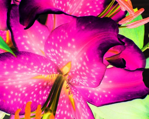 Trippy Flowers 2