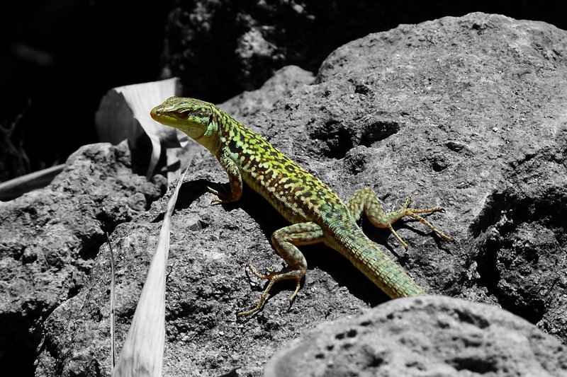 Lizard 2 Edit